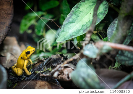 Golden Poison Frog Golden Poison Frog 114008830