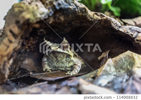 Long-nosed Horned Frog 114008832