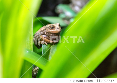 Andean Marsupial Tree Frog 114008837