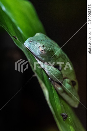 Agua Rica Leaf Frog 114008838