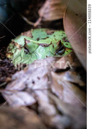 Surinam horned frog 114008839