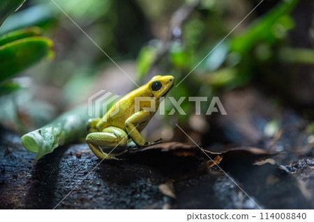 Golden Poison Frog 114008840