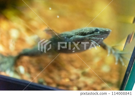 Carvalho's surinam toad 114008841