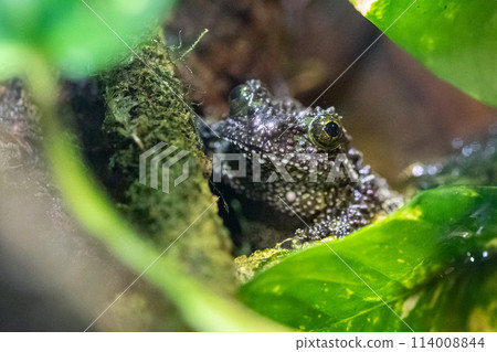 Mossy frog between leaves 114008844