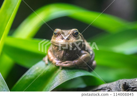 Andean Marsupial Tree Frog 114008845