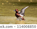 Ferruginous Duck on a pond 114008850
