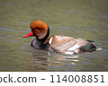 Red crested pochard on a pond 114008851