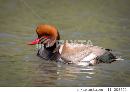 Red crested pochard on a pond 114008851