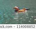 Mandarin Duck 114008852