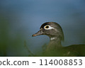 Wood duck in Racconigi 114008853