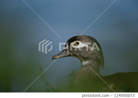 Wood duck in Racconigi 114008853