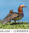 Mandarin Duck 114008854