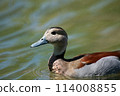 Ringed Teal on a pond 114008855