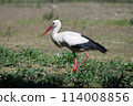 White Stork in Racconigi 114008856