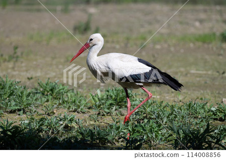 White Stork in Racconigi White Stork in Racconigi 114008856