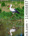 White Stork in Racconigi 114008857