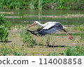 White Stork in Racconigi 114008858