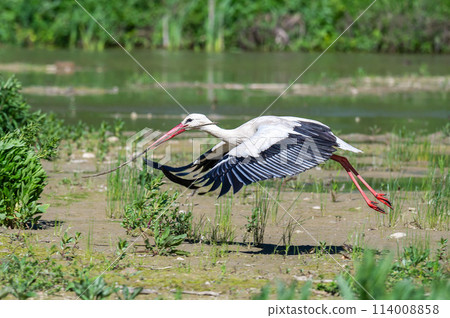 White Stork in Racconigi White Stork in Racconigi 114008858