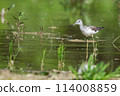 Common greenshank in a swamp 114008859