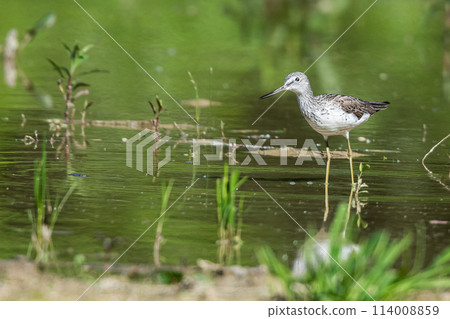 Common greenshank in a swamp 114008859