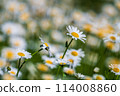 Daisies in a field 114008860