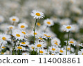 Daisies in a field 114008861