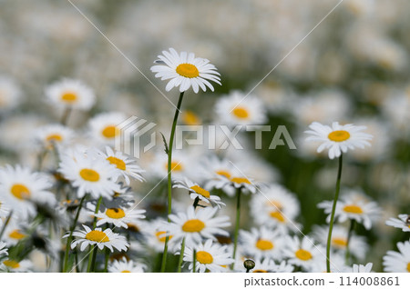 Daisies in a field 114008861