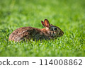 Eastern Cottontail 114008862