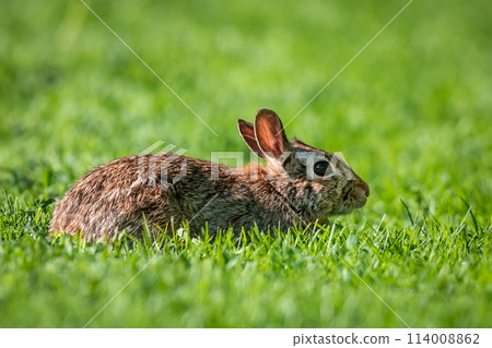 Eastern Cottontail 114008862