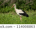 White Stork in Racconigi 114008863
