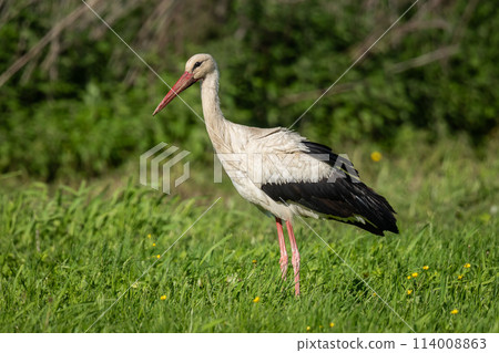 White Stork in Racconigi White Stork in Racconigi 114008863