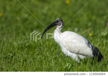 African Sacred Ibis African Sacred Ibis 114008864