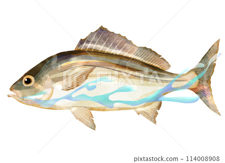 季節性魚咕嚕游泳的真實圖解 季節性魚咕嚕游泳的真實圖解 114008908