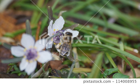 Japanese honey bee sucking nectar of honey 114008955