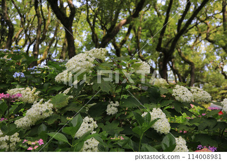 Hydrangeas at Hakozaki Shrine 114008981