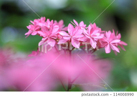 Hydrangeas at Hakozaki Shrine 114008990