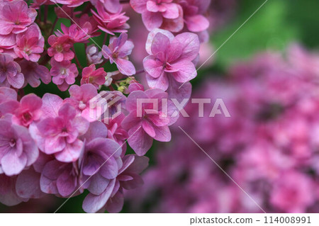 箱崎神社的繡球花 114008991