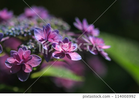 箱崎神社的繡球花 114008992