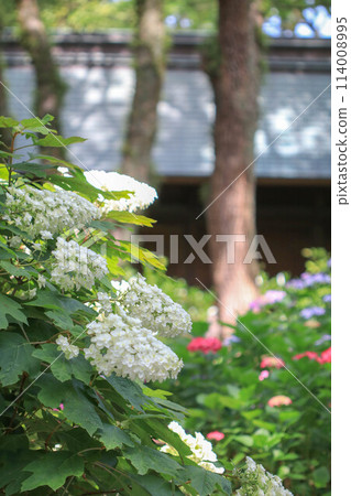 Hydrangeas at Hakozaki Shrine 114008995
