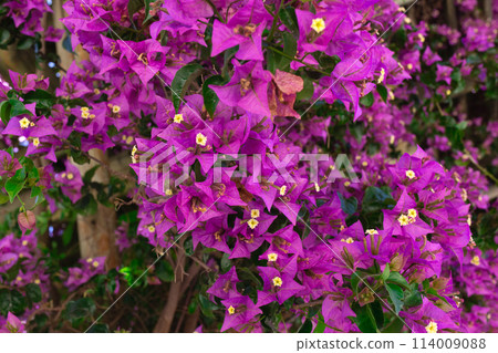 beautiful spring pink flowers surrounded by lush greenery 114009088