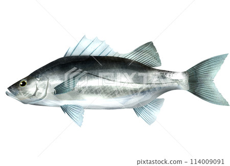 A realistic illustration of the popular sea bass fish 114009091