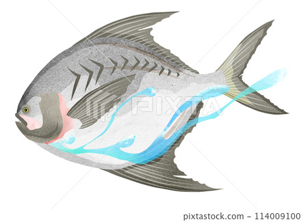 Realistic illustration of a swimming pomfret Realistic illustration of a swimming pomfret 114009100