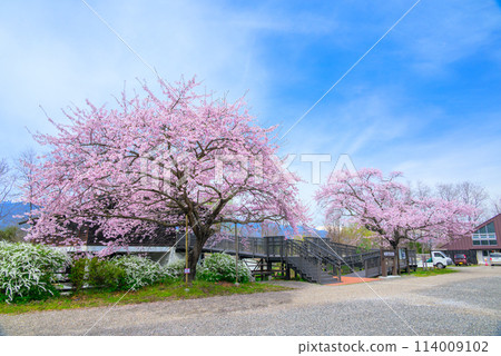 Tabuchi Yukio Memorial Museum and Hyakuraku Sakura [Azumino City] 114009102
