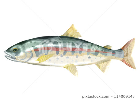 山溪釣魚很受歡迎的山姑娘魚寫實插畫 114009143