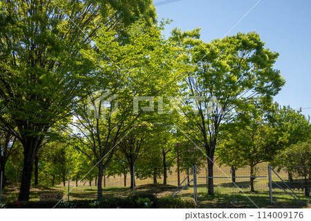 初夏觀音山家庭公園 小風之丘 群馬縣高崎市 114009176