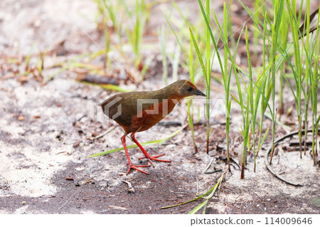 Red-breasted Crake Red-breasted Crake 114009646