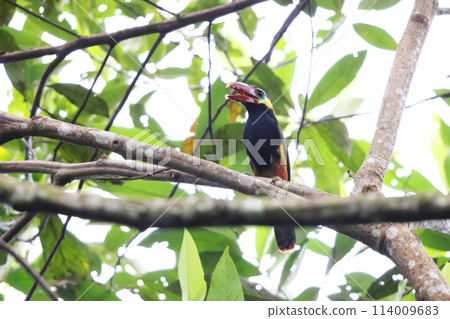 高中橋三色 114009683