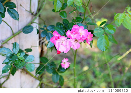 可愛的玫瑰花安琪拉 可愛的玫瑰花安琪拉 114009810