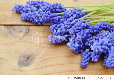 Blue-purple muscari flowers arranged 114009904