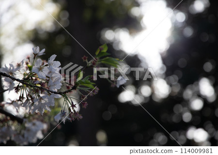 Cherry trees wet with rain Cherry trees wet with rain 114009981